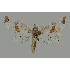 /filer/webapps/moths/media/images/P/pseudorbonalis_Leucinodes_A_Mally.jpg