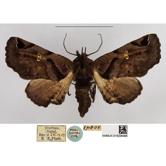 /filer/webapps/moths/media/images/E/ethiopica_Bombotelia_PT_NHMUK_02.jpg