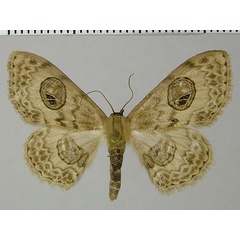 /filer/webapps/moths/media/images/D/dayensis_Problepsis_HT_ZSM.jpg