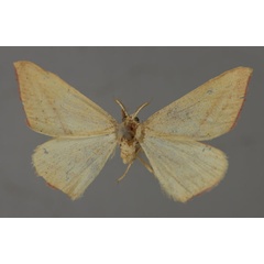 /filer/webapps/moths/media/images/R/rubriplaga_Chloryrethra_A_ZSM_01.jpg
