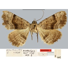 /filer/webapps/moths/media/images/A/afar_Acantholipes_AT_MNHN.jpg