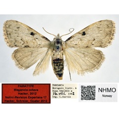 /filer/webapps/moths/media/images/O/octava_Meganola_PT_NHMO.jpg