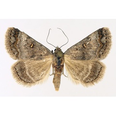 /filer/webapps/moths/media/images/N/namacensis_Acantholipes_AM_TMSA_02.jpg