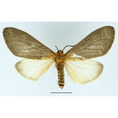 /filer/webapps/moths/media/images/N/nigrocincta_Paradiastema_AF_Basquin_02.jpg