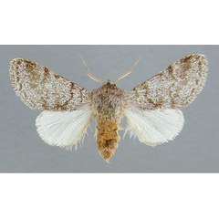 /filer/webapps/moths/media/images/S/steniptera_Epicerura_A_RMCA_01.jpg