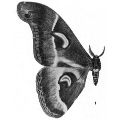/filer/webapps/moths/media/images/A/aequatorialis_Drepanoptera_HT_Testout_1936_2-1.jpg