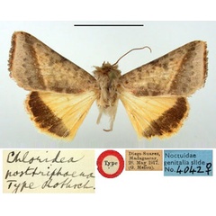 /filer/webapps/moths/media/images/P/posttriphaena_Chloridea_HT_BMNH.jpg