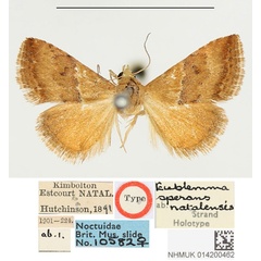 /filer/webapps/moths/media/images/N/natalensis_Eublemma_HT_BMNH.jpg