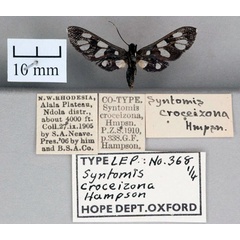 /filer/webapps/moths/media/images/C/croceizona_Syntomis_ST_OUMNH_02.jpg