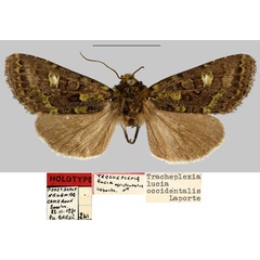 /filer/webapps/moths/media/images/O/occidentalis_Tracheplexia_HT_MNHN.jpg