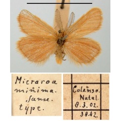 /filer/webapps/moths/media/images/M/minima_Micraroa_HT_TMSA.jpg