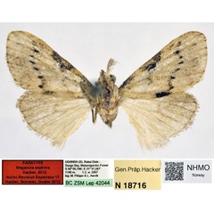 /filer/webapps/moths/media/images/S/septima_Meganola_PT_NHMO.jpg