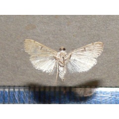 /filer/webapps/moths/media/images/F/foedalis_Metoeca_A_Goffb_02.jpg