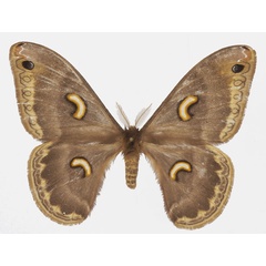 /filer/webapps/moths/media/images/M/marginimacula_Epiphora_AM_Basquin.jpg