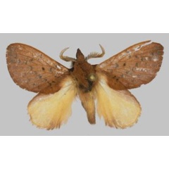 /filer/webapps/moths/media/images/A/avadomenicarocchio_Rhynchobombyx_HT_USTTB.jpg
