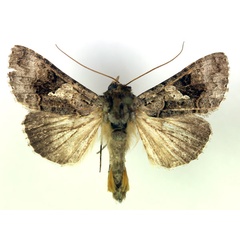 /filer/webapps/moths/media/images/M/molybdina_Trichoplusia_A_RMCA.jpg