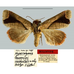 /filer/webapps/moths/media/images/O/occidentalis_Hypercalymnia_HT_MNHN.jpg