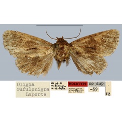 /filer/webapps/moths/media/images/R/rufulusoides_Oligia_HT_MNHN.jpg