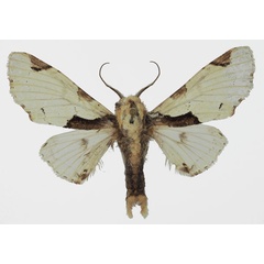 /filer/webapps/moths/media/images/B/berenice_Thiacidas_AM_Basquin_02.jpg