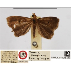 /filer/webapps/moths/media/images/F/flaviceps_Toana_HT_BMNH.jpg