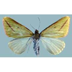 /filer/webapps/moths/media/images/L/lucidaria_Casilda_AF_ZSM.jpg