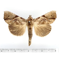 /filer/webapps/moths/media/images/P/pelopsalis_Meliaba_AM_BMNH.jpg