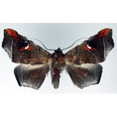 /filer/webapps/moths/media/images/H/hannemanni_Episparis_AM_Aulombard_02.jpg