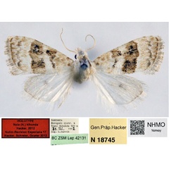 /filer/webapps/moths/media/images/K/kihonda_Nola_HT_NHMO.jpg
