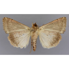 /filer/webapps/moths/media/images/C/capensis_Condica_A_RMCA_02.jpg