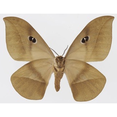 /filer/webapps/moths/media/images/S/saturnus_Lobobunaea_AF_Basquinb.jpg