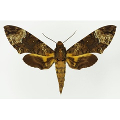 /filer/webapps/moths/media/images/F/fulvinotata_Coelonia_AM_Basquin_01.jpg