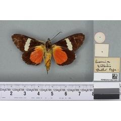 /filer/webapps/moths/media/images/W/watersii_Eusemia_HT_BMNHb.jpg
