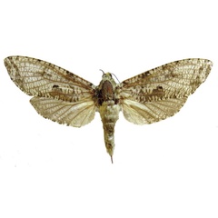 /filer/webapps/moths/media/images/G/geminatus_Eburgemellus_AF_RMCA.jpg