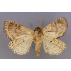 /filer/webapps/moths/media/images/G/griseocincta_Paracroria_A_RMCA_02.jpg