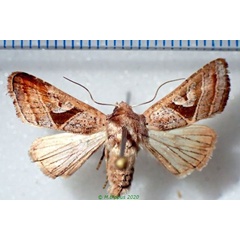 /filer/webapps/moths/media/images/S/subrosacea_Conservula_A_Bippus.jpg