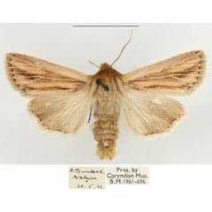 /filer/webapps/moths/media/images/T/tenebra_Leucania_AM_BMNH.jpg