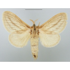 /filer/webapps/moths/media/images/P/perobliqua_Beralade_AF_TMSA.jpg