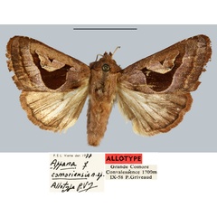 /filer/webapps/moths/media/images/C/comoriensis_Appana_AT_MNHN.jpg