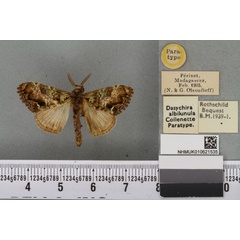 /filer/webapps/moths/media/images/A/albilunula_Dasychira_PTM_BMNH_01a.jpg