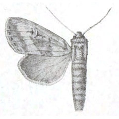 /filer/webapps/moths/media/images/S/sjostedti_Conicofrontia_HT_Aurivillius-76.jpg