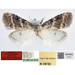 /filer/webapps/moths/media/images/A/afrotaeniata_Nola_PT_NHMO_01.jpg