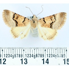 /filer/webapps/moths/media/images/L/leucoptera_Tytroca_A_BMNH_02.jpg