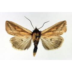 /filer/webapps/moths/media/images/H/homoeoptera_Mythimna_AM_Aulombard.jpg