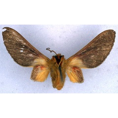 /filer/webapps/moths/media/images/F/fletcheri_Bergeria_HT_BMNH_02.jpg