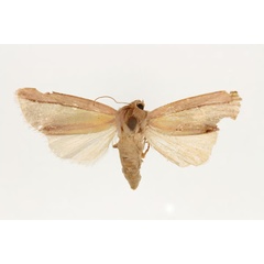 /filer/webapps/moths/media/images/L/lancea_Masalia_AF_RMCA.jpg