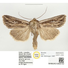 /filer/webapps/moths/media/images/C/corax_Mythimna_PTM_BMNH.jpg