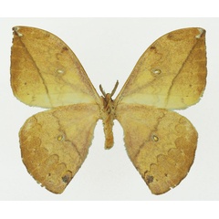 /filer/webapps/moths/media/images/L/laclosi_Pselaphelia_AM_Basquin_01b.jpg