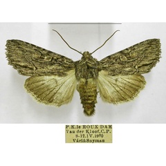 /filer/webapps/moths/media/images/A/albisignata_Neocucullia_AM_TMSA.jpg