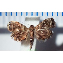 /filer/webapps/moths/media/images/L/leptocosma_Brenthia_AM_Bippusa.jpg