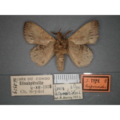 /filer/webapps/moths/media/images/L/leipoxaides_Isais_HT_RMCA_02.jpg